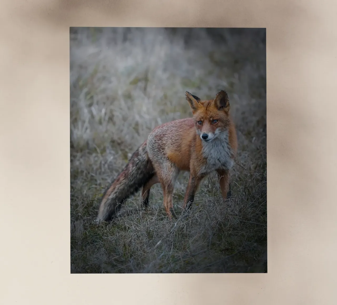 Volpe rossa pellicola backlit da Tom's Wildlife