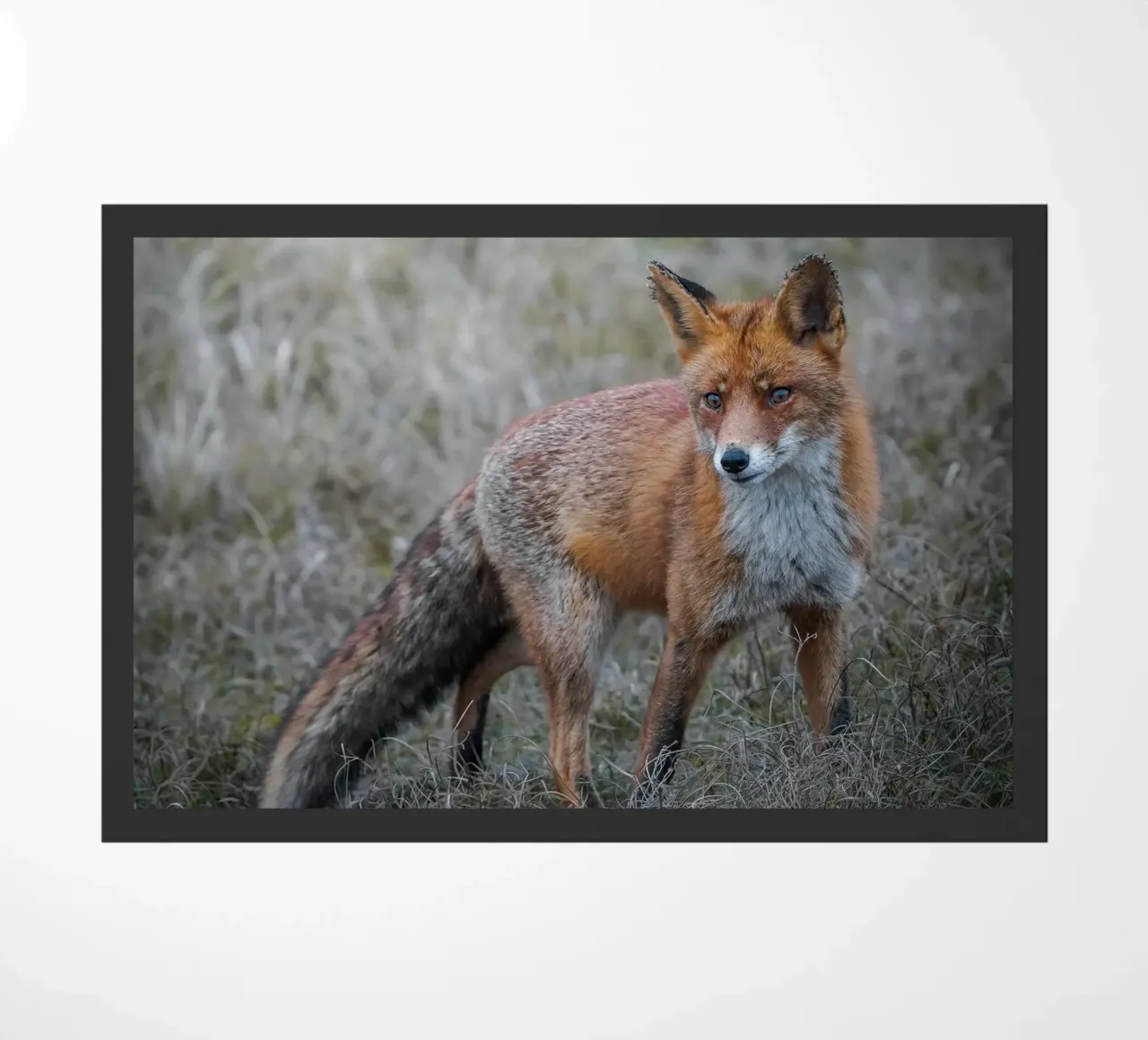 Red Fox Fußmatte von Tom's Wildlife