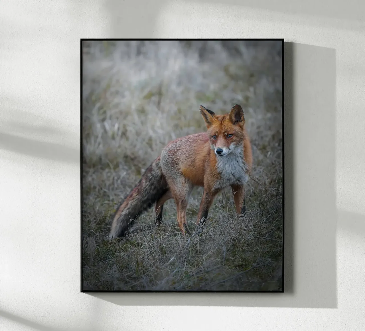 Red Fox acryl van Tom's Wildlife