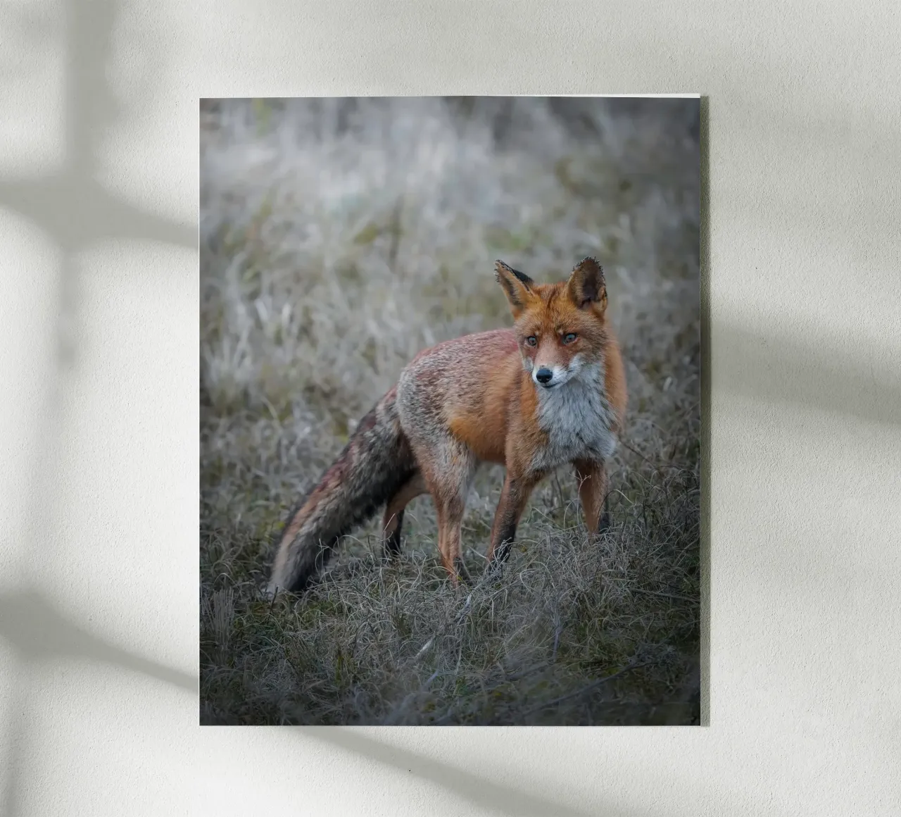 Red Fox plexiglass da Tom's Wildlife