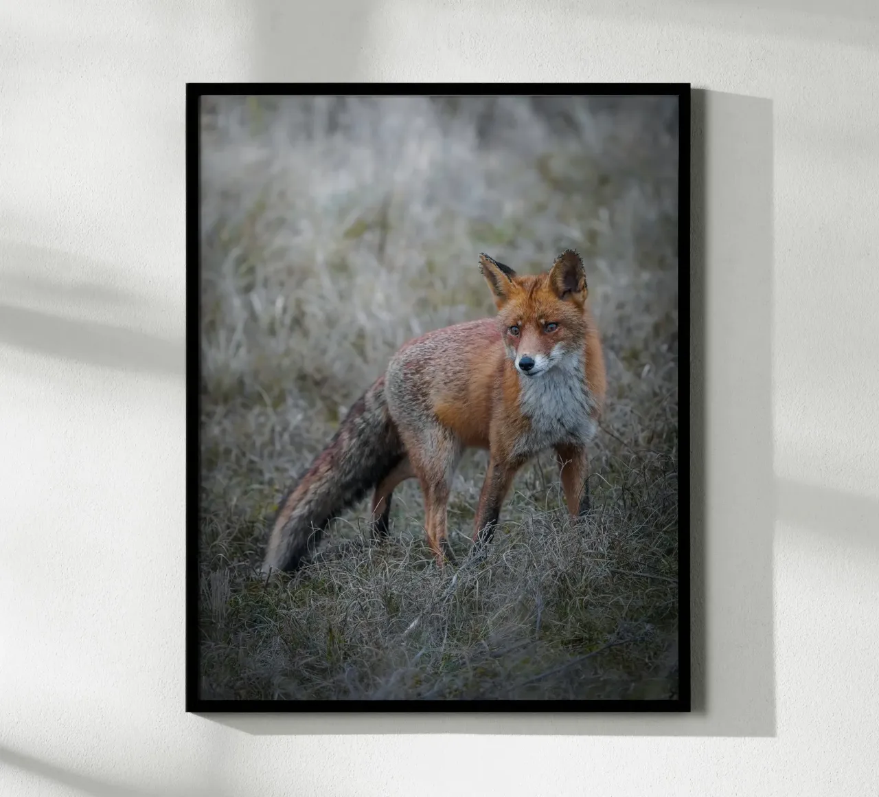 Red Fox poster da Tom's Wildlife