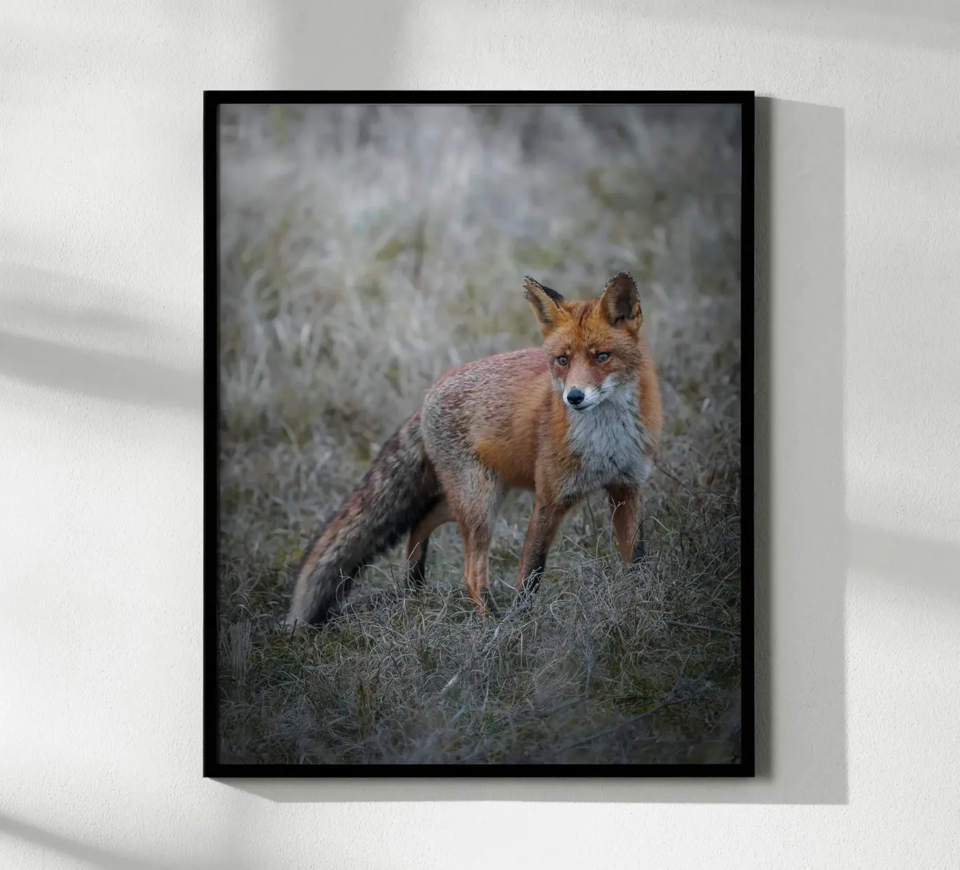 Red Fox poster by Tom's Wildlife