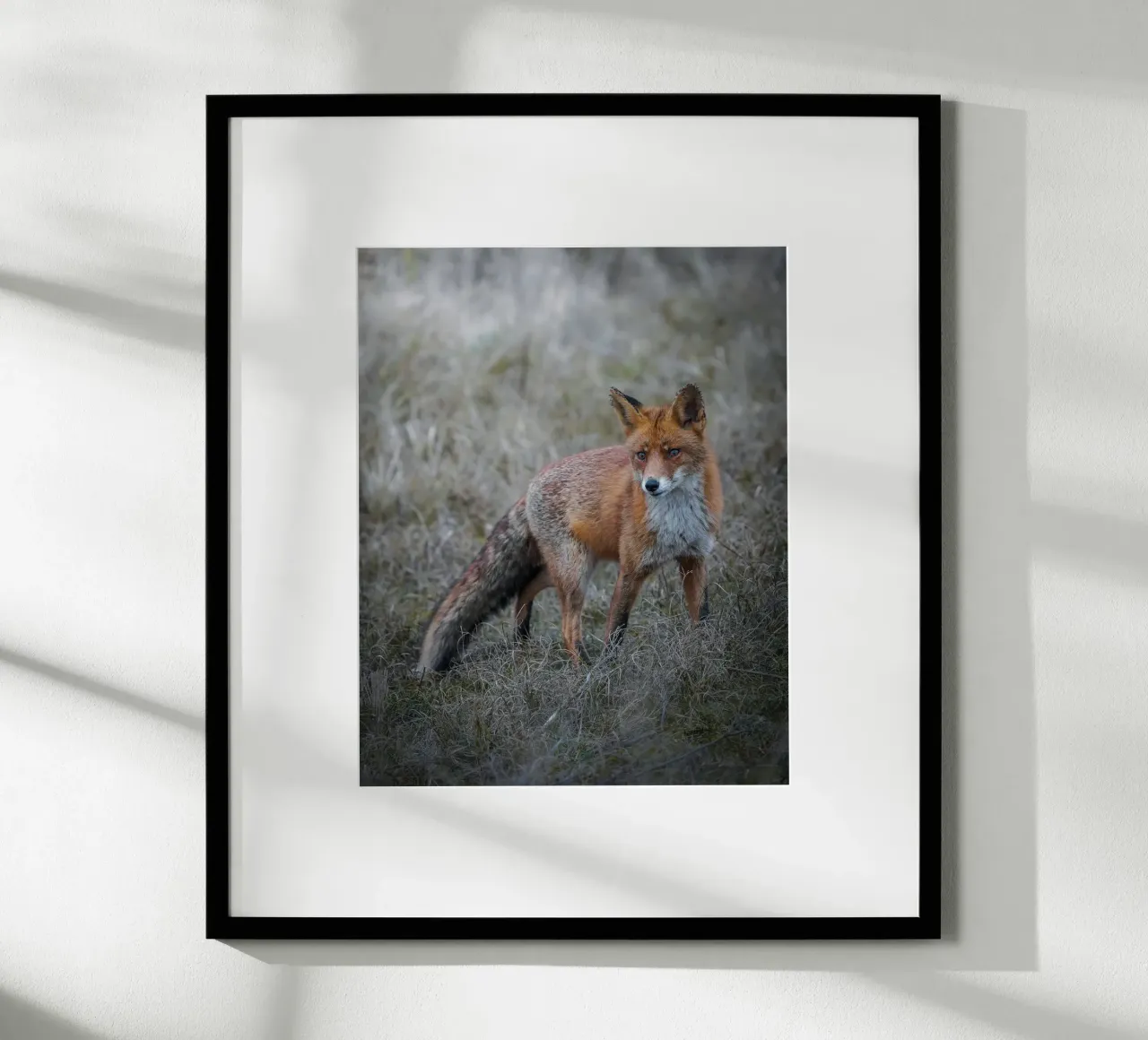 Red Fox poster da Tom's Wildlife