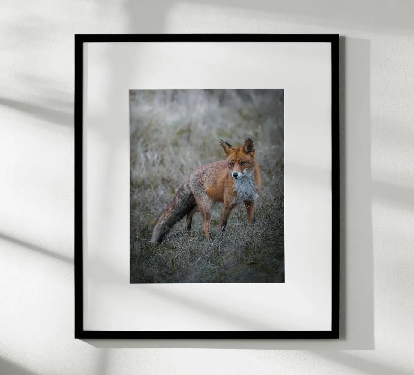 Red Fox poster by Tom's Wildlife