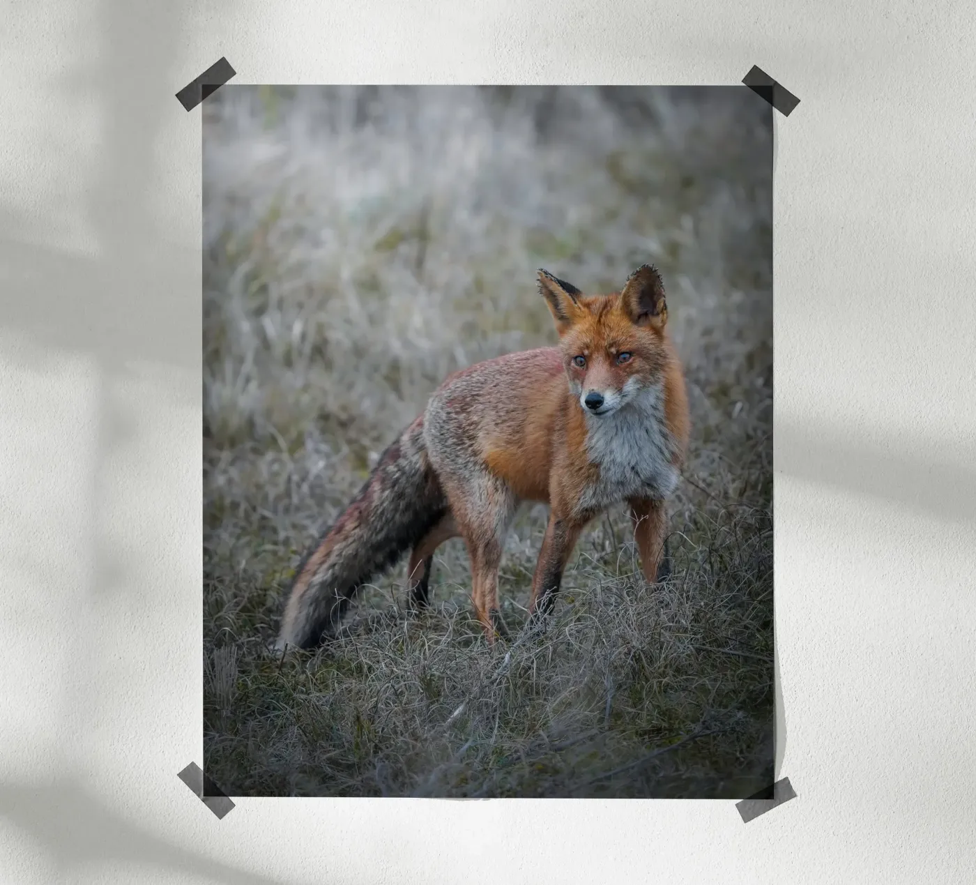 Red Fox poster by Tom's Wildlife