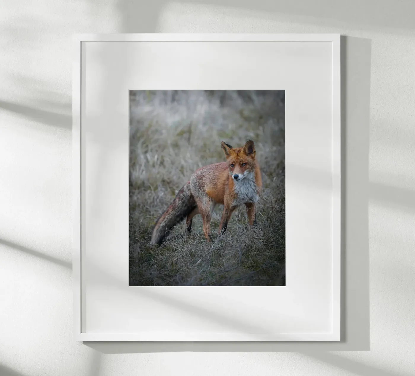 Red Fox poster by Tom's Wildlife