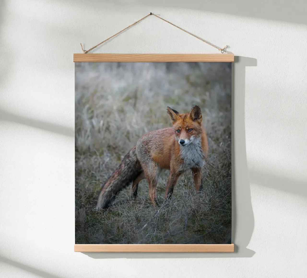 Volpe rossa poster da Tom's Wildlife