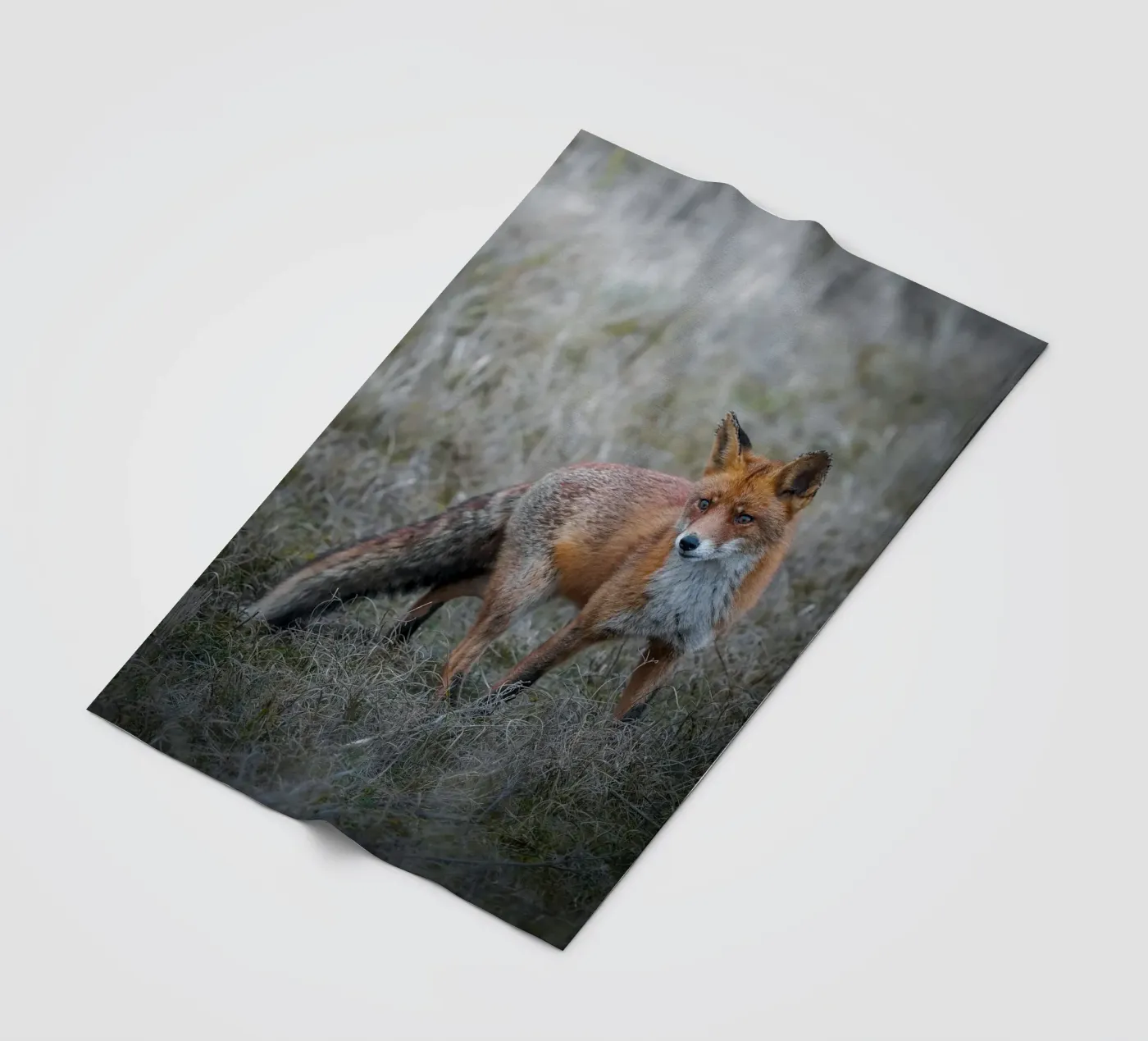 Rotfuchs Fleecedecke von Tom's Wildlife