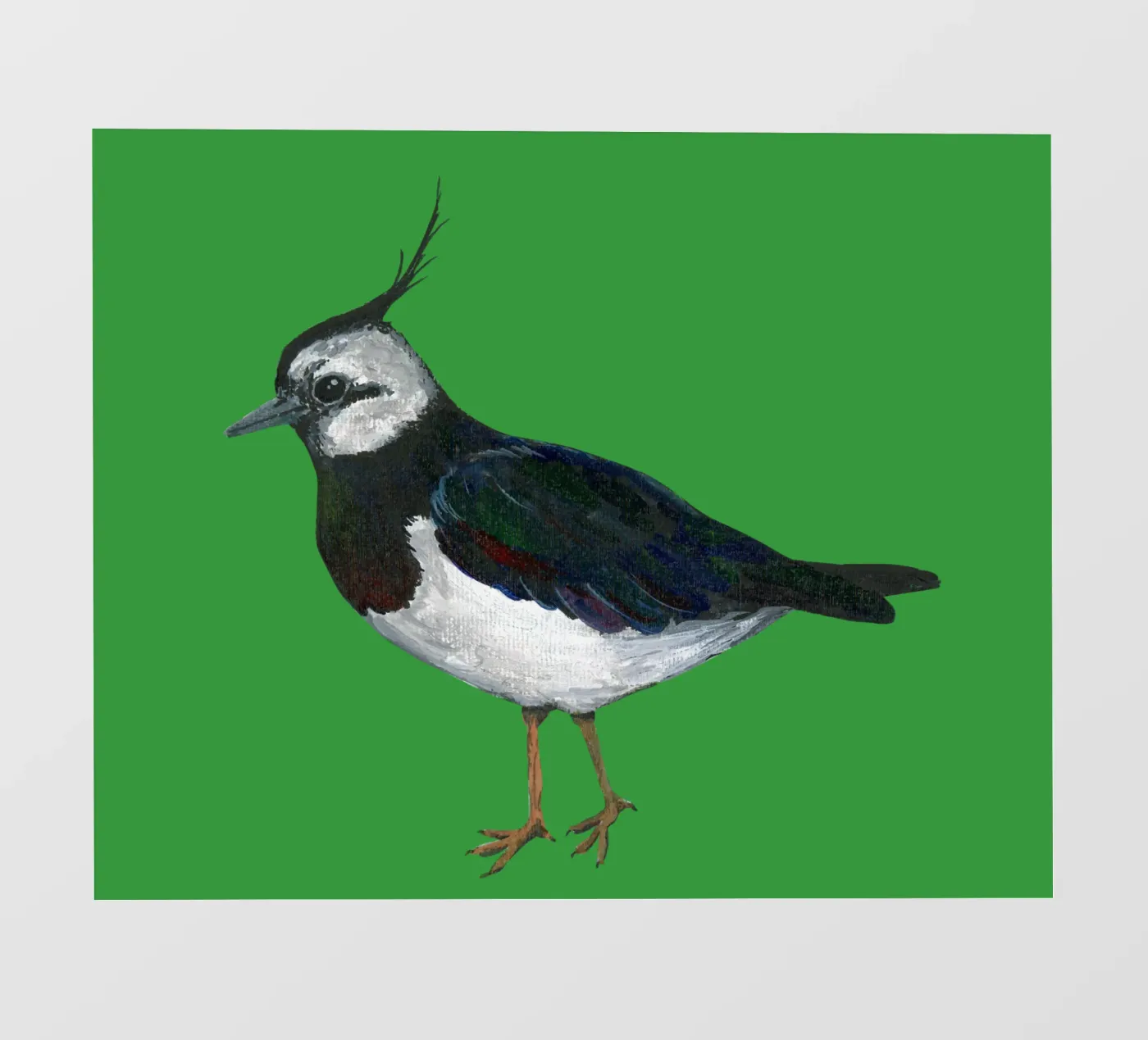 Kievit fotobehang van Bwiser