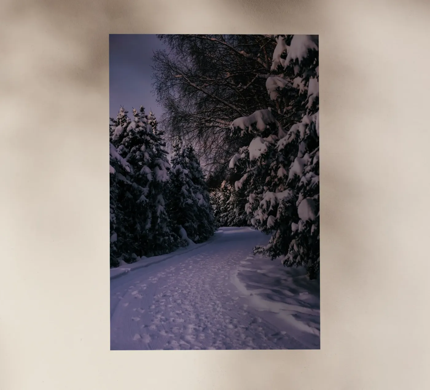 Snowy Path pellicola backlit da wowhannahphotos