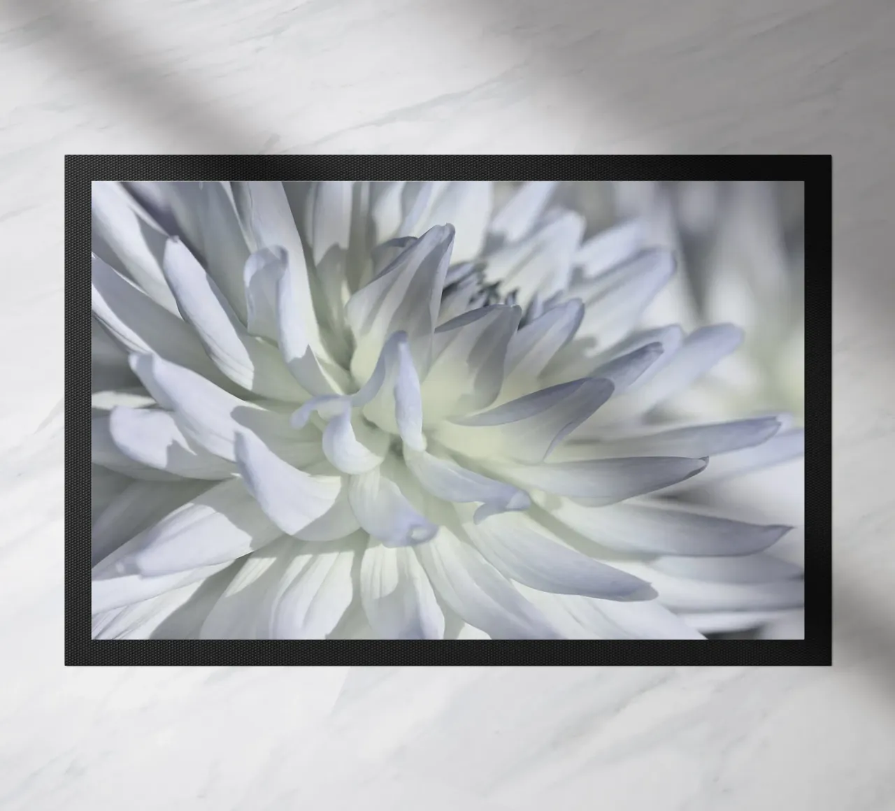 Dalia zerbino da Atteloi