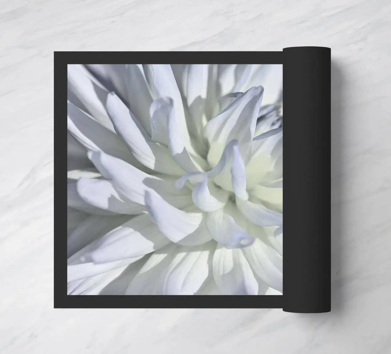 Dalia zerbino da Atteloi