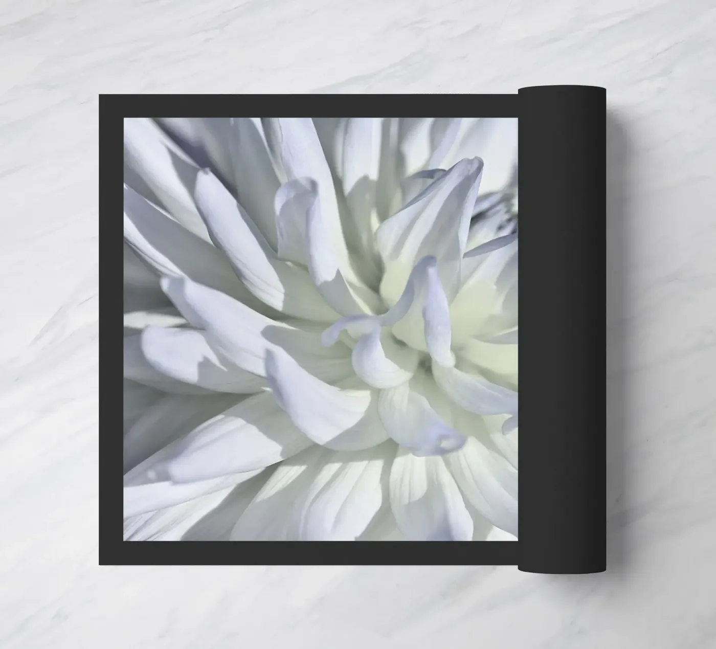 Dalia zerbino da Atteloi