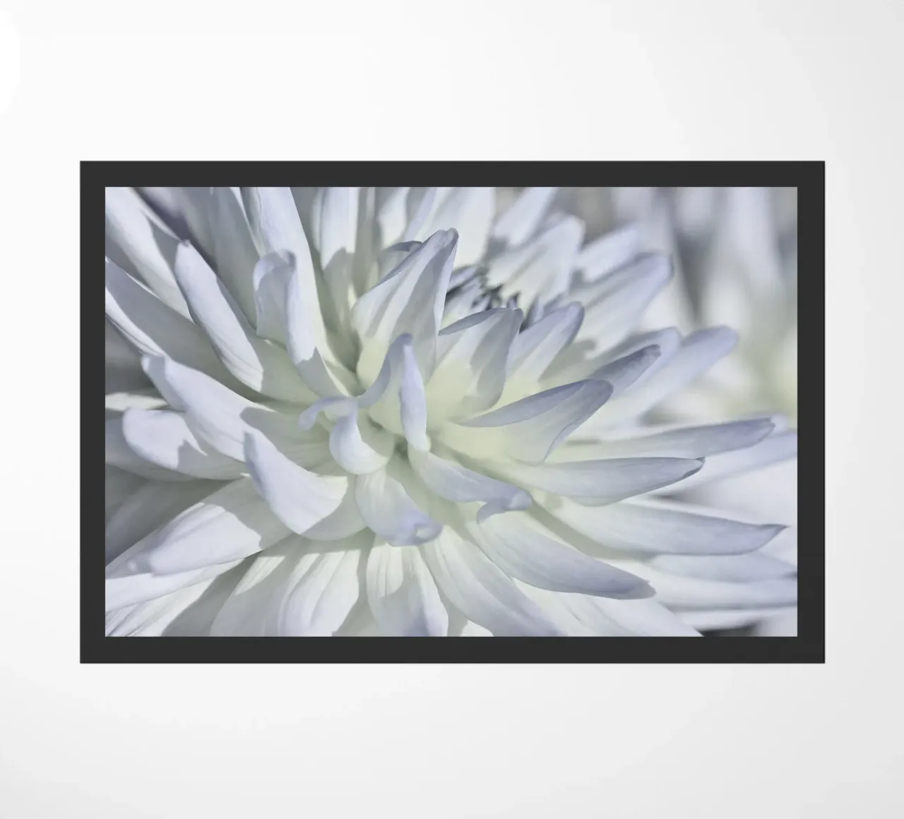 Dalia zerbino da Atteloi