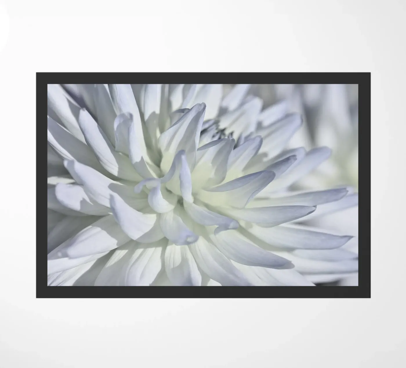 Dalia zerbino da Atteloi