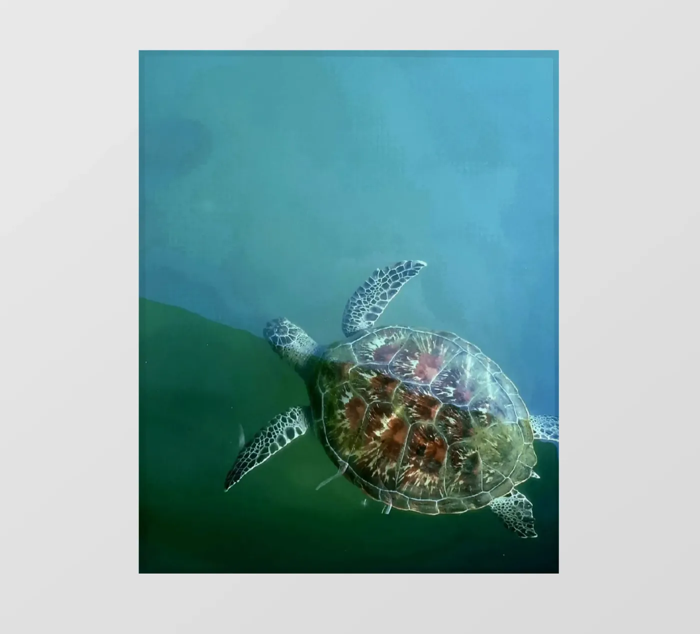 Turtle fotobehang van Tabea Jule Photography