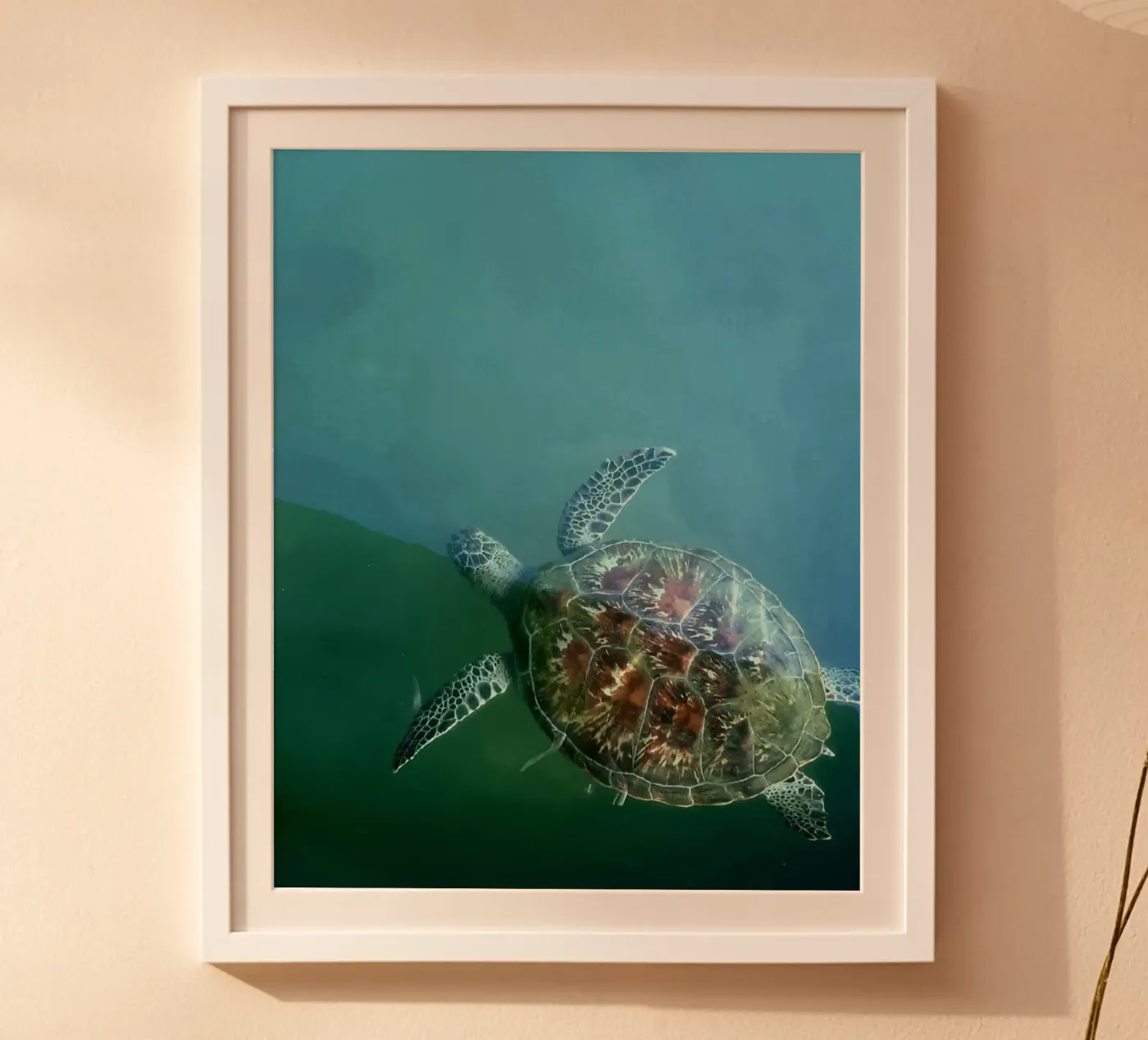 Turtle Poster von Tabea Jule Photography