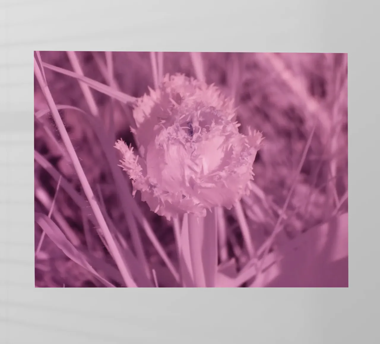 Tulipano in luce infrarossa pellicola backlit da Alexandra Joseph Fotomomente