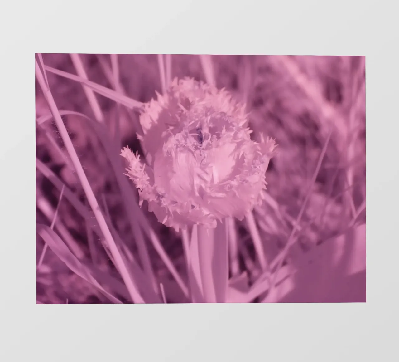 Tulipano in luce infrarossa telo in pvc da Alexandra Joseph Fotomomente