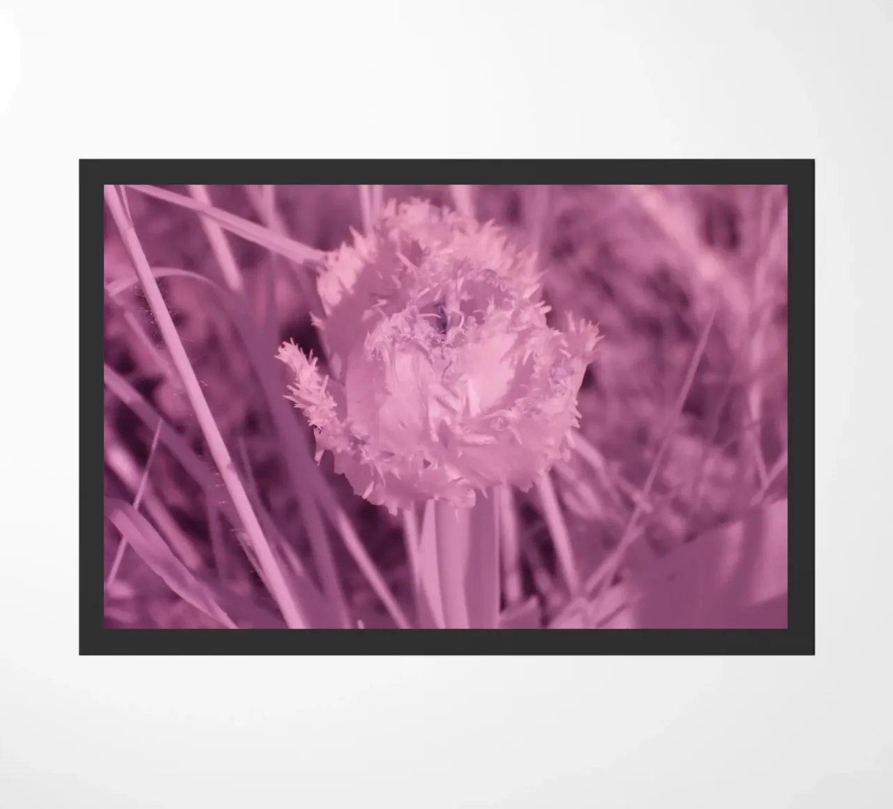 Tulipano in luce infrarossa zerbino da Alexandra Joseph Fotomomente