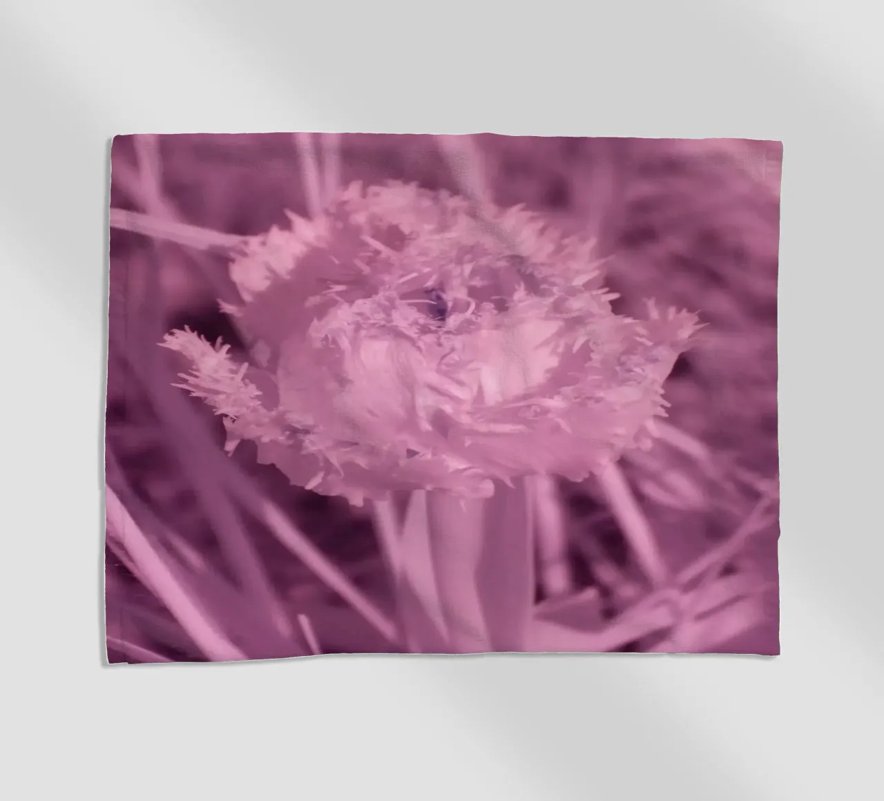 Tulipano in luce infrarossa telo mare da Alexandra Joseph Fotomomente