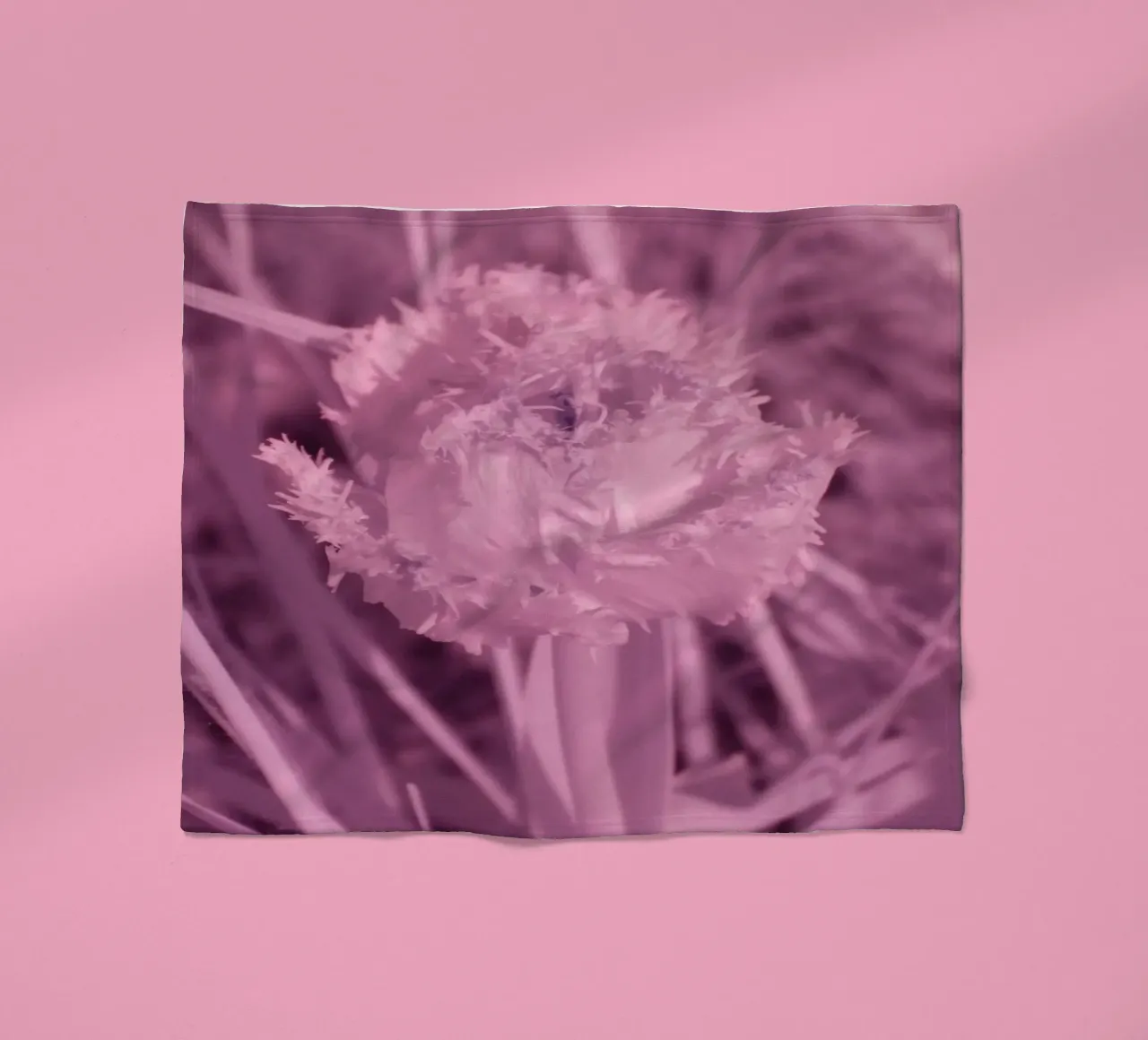 Tulipano in luce infrarossa coperta in pile da Alexandra Joseph Fotomomente