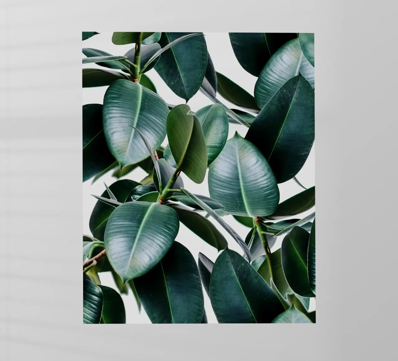 Elastica tropicale pellicola backlit da 83oranges.com