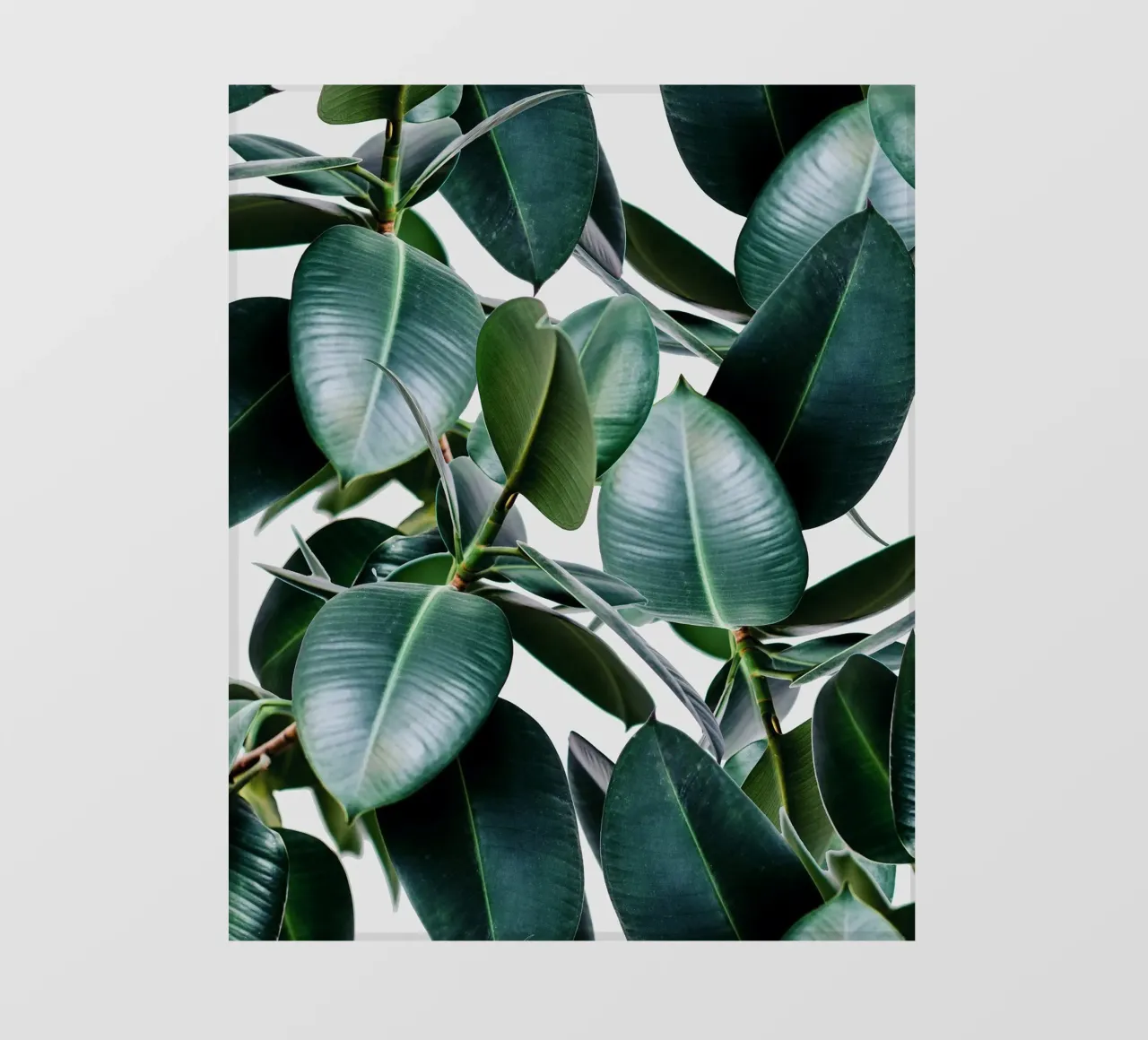 Elastica tropicale pellicola backlit da 83oranges.com