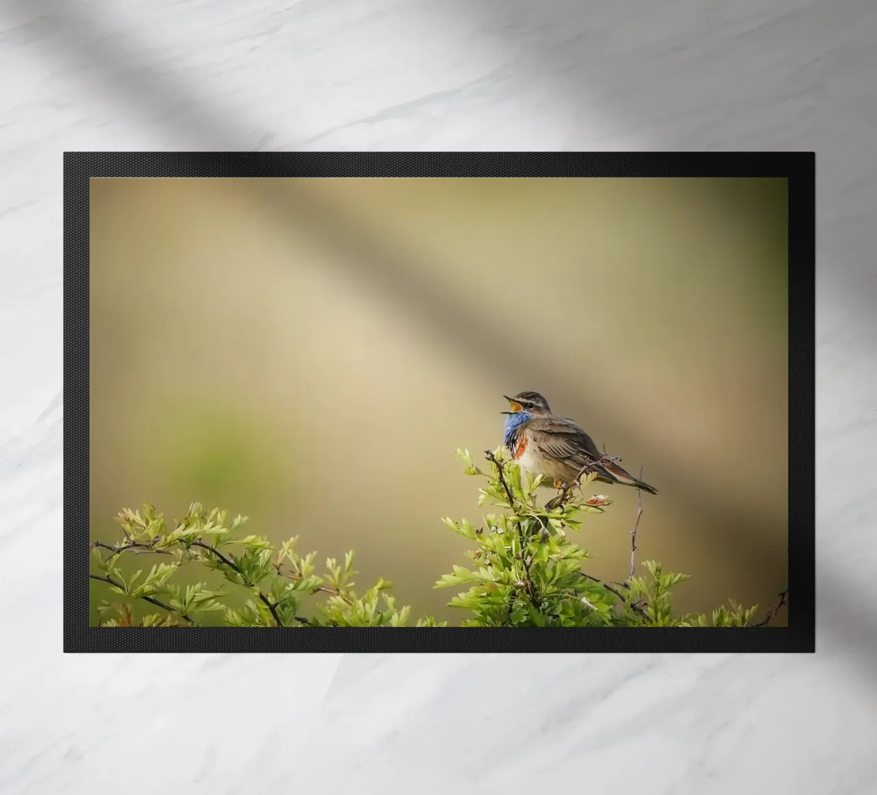 Bluethroat zerbino da Tom's Wildlife