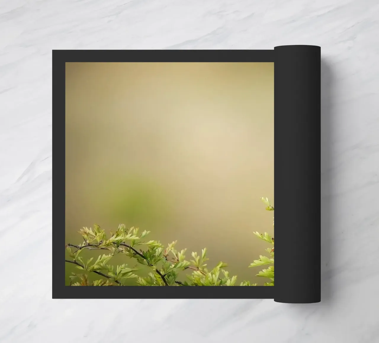 Gatto blu zerbino da Tom's Wildlife