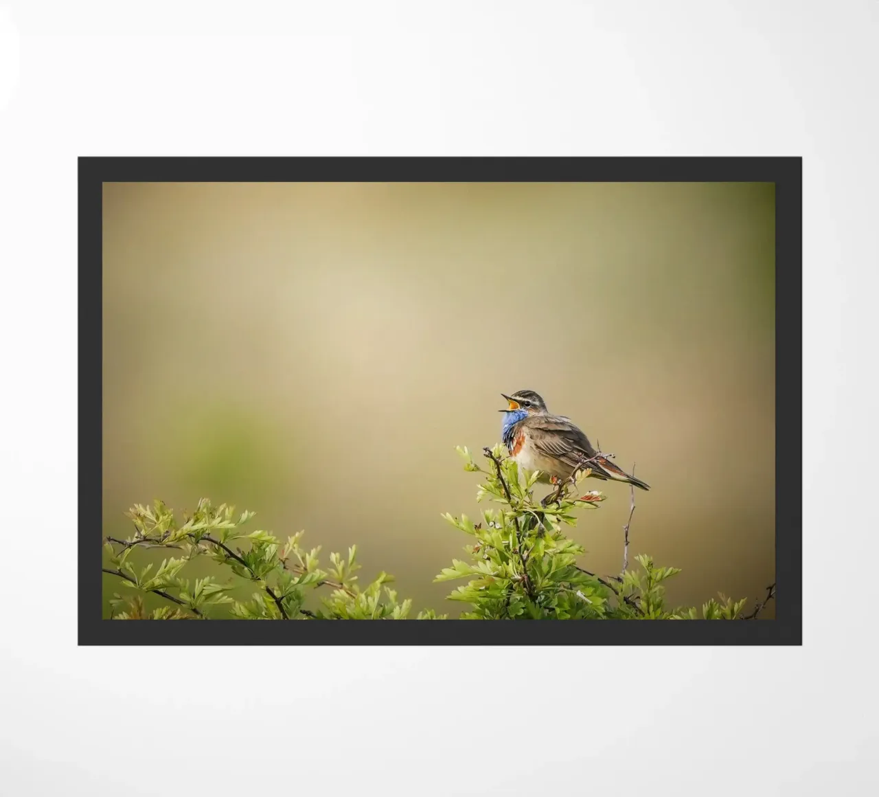 Bluethroat zerbino da Tom's Wildlife
