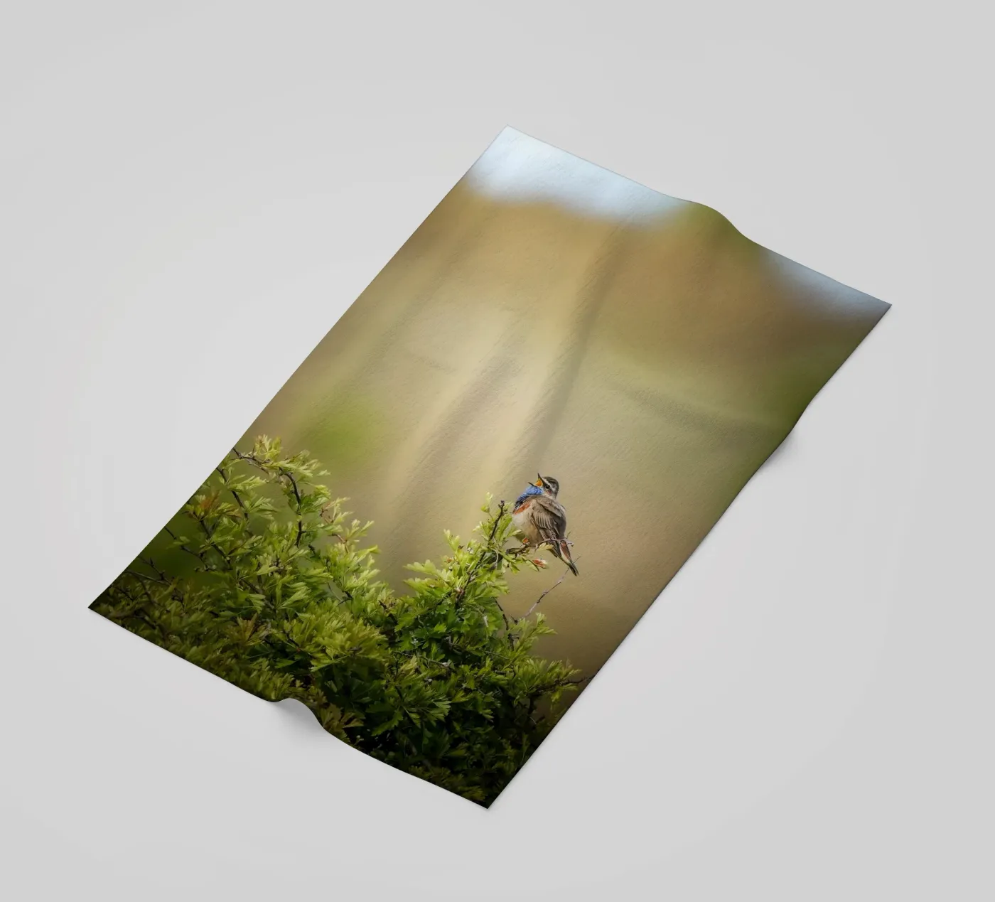 Blauwborst strandhanddoek van Tom's Wildlife