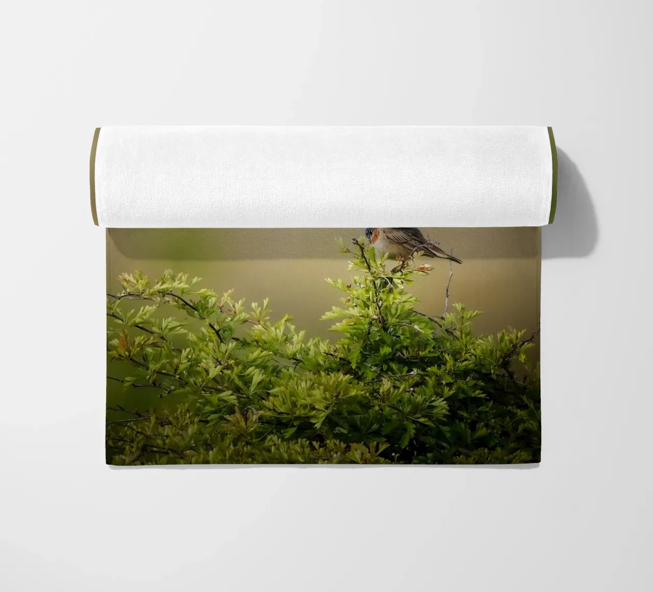 Gatto blu telo mare da Tom's Wildlife