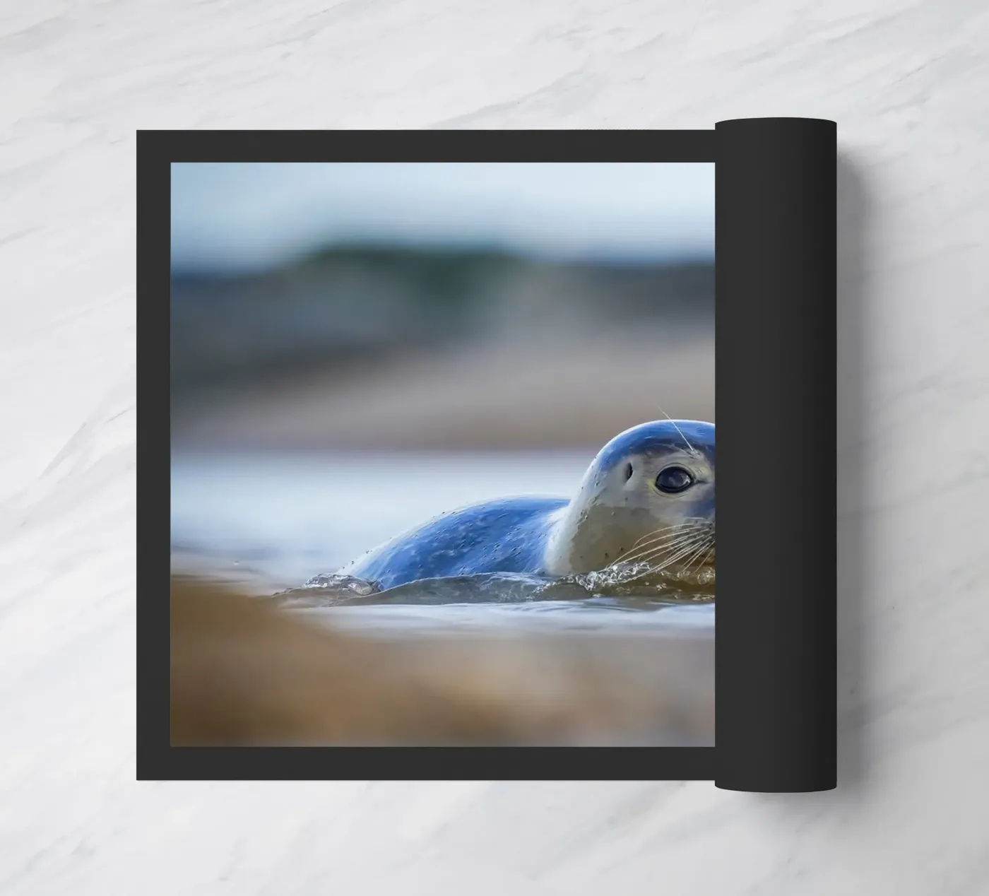 Seal zerbino da Tom's Wildlife