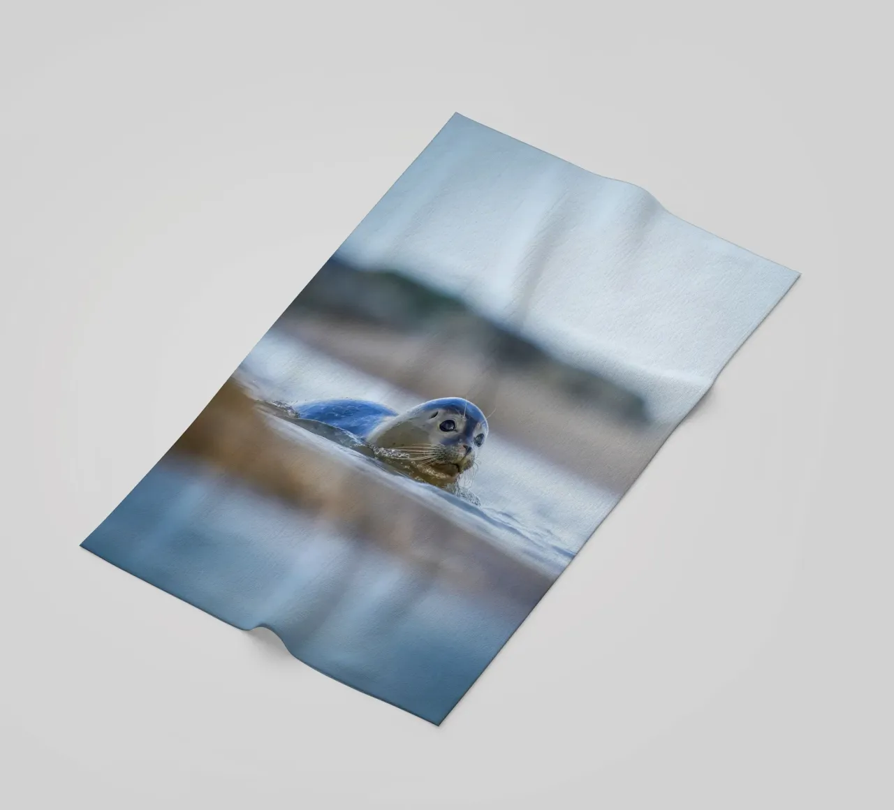 Sigillo telo mare da Tom's Wildlife