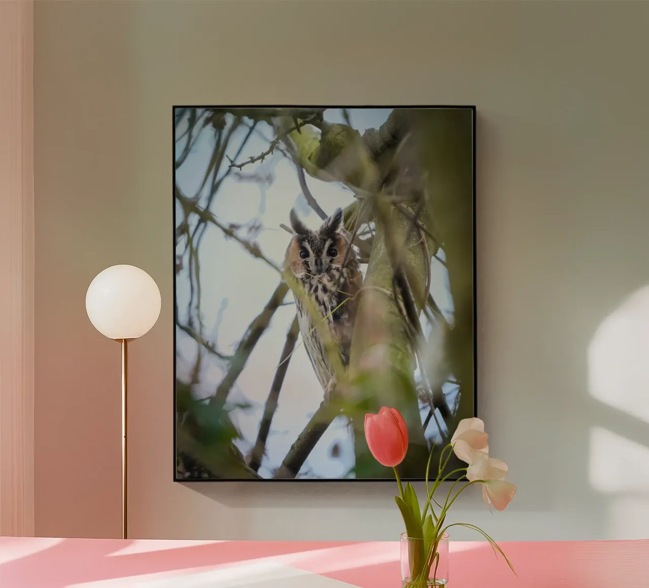 Gufo comune plexiglass da Tom's Wildlife