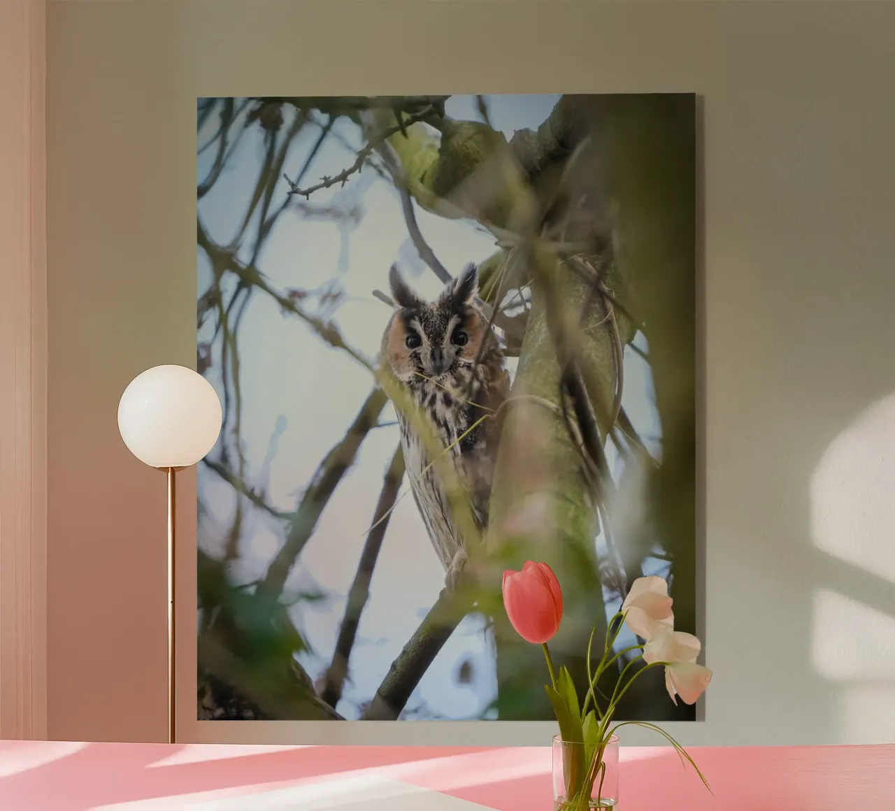 Gufo comune plexiglass da Tom's Wildlife