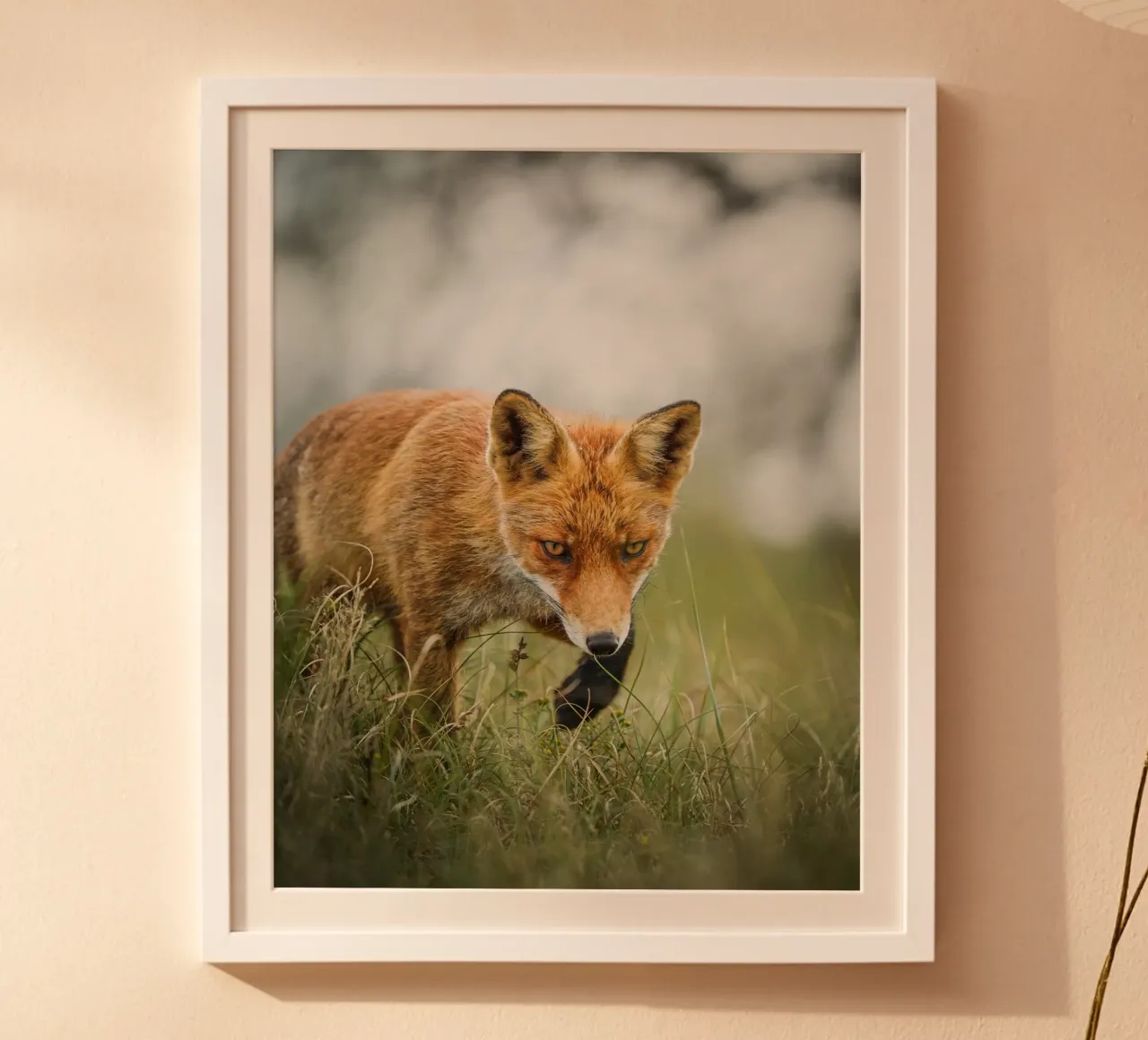 Rotfuchs Poster von Tom's Wildlife