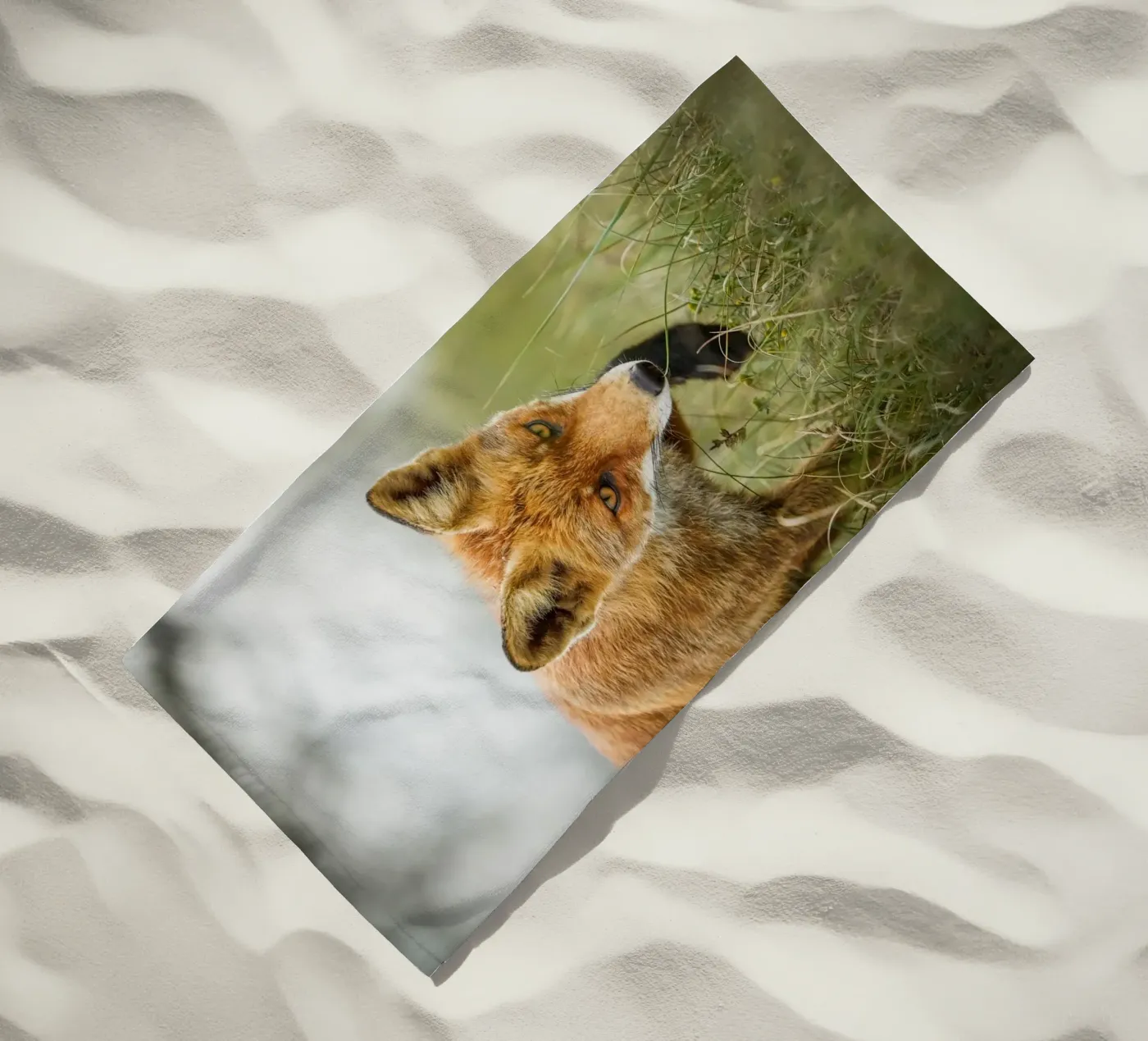 Red fox beach towel by Tom's Wildlife