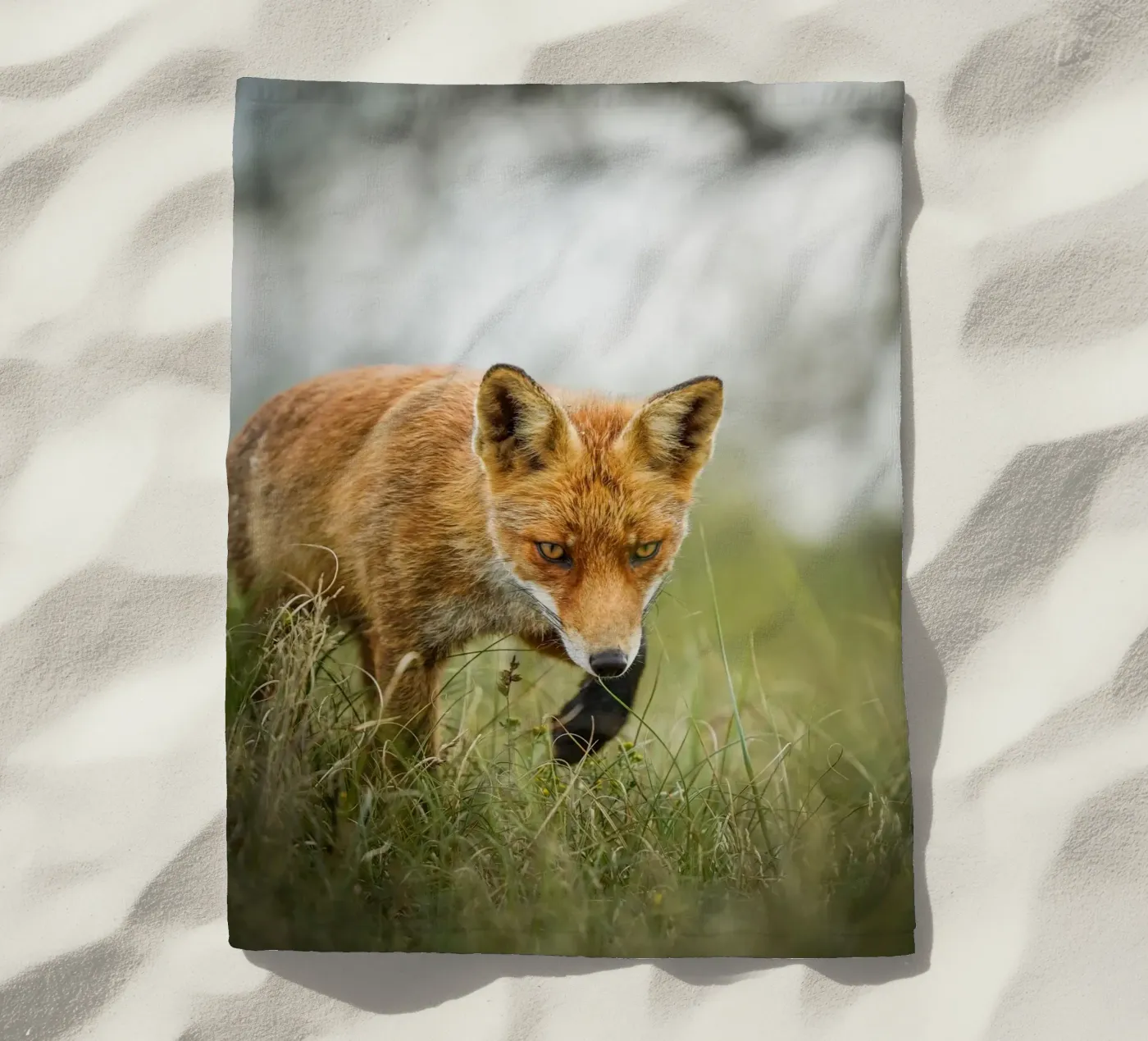 Red fox beach towel by Tom's Wildlife
