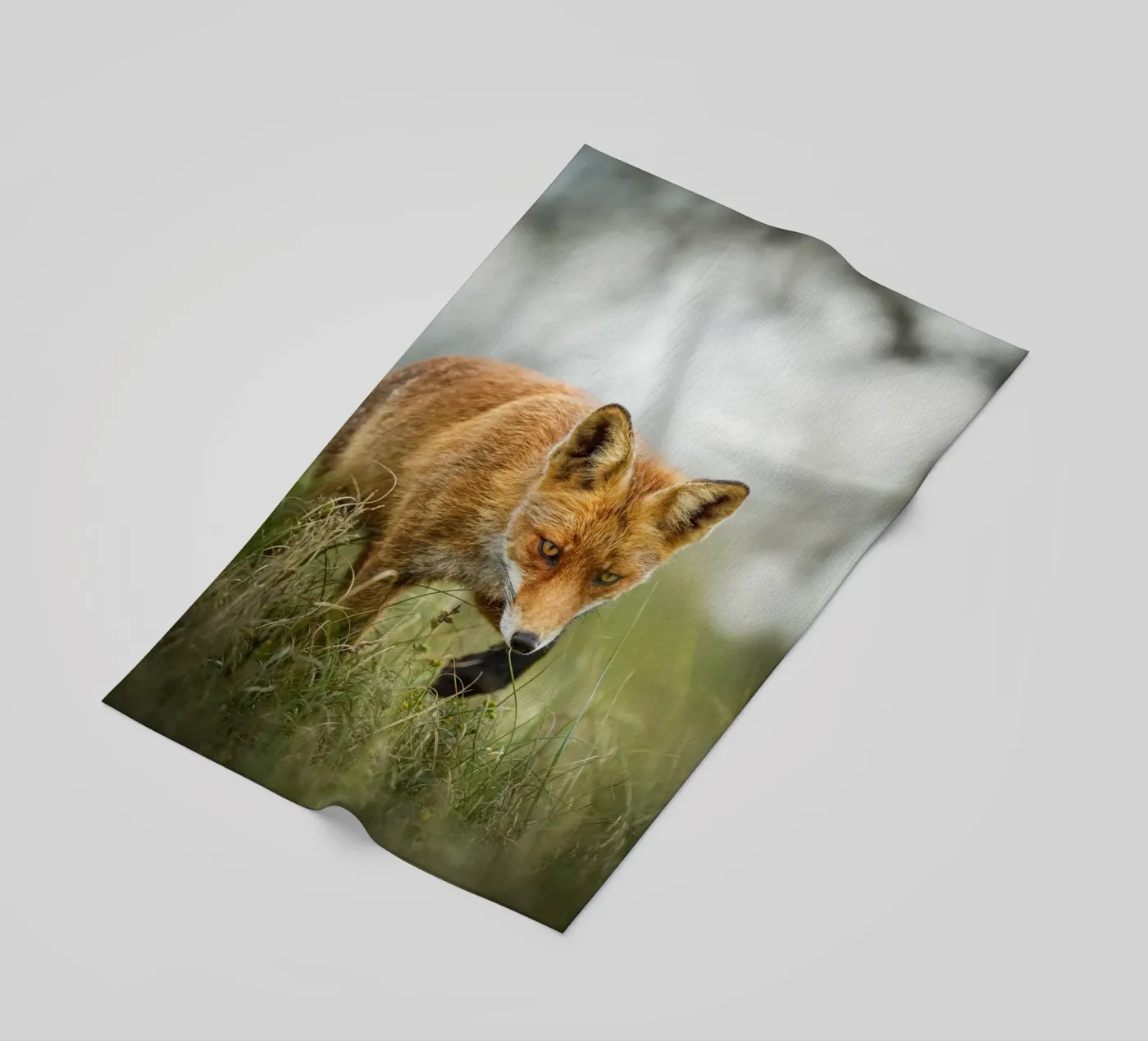 Red fox beach towel by Tom's Wildlife