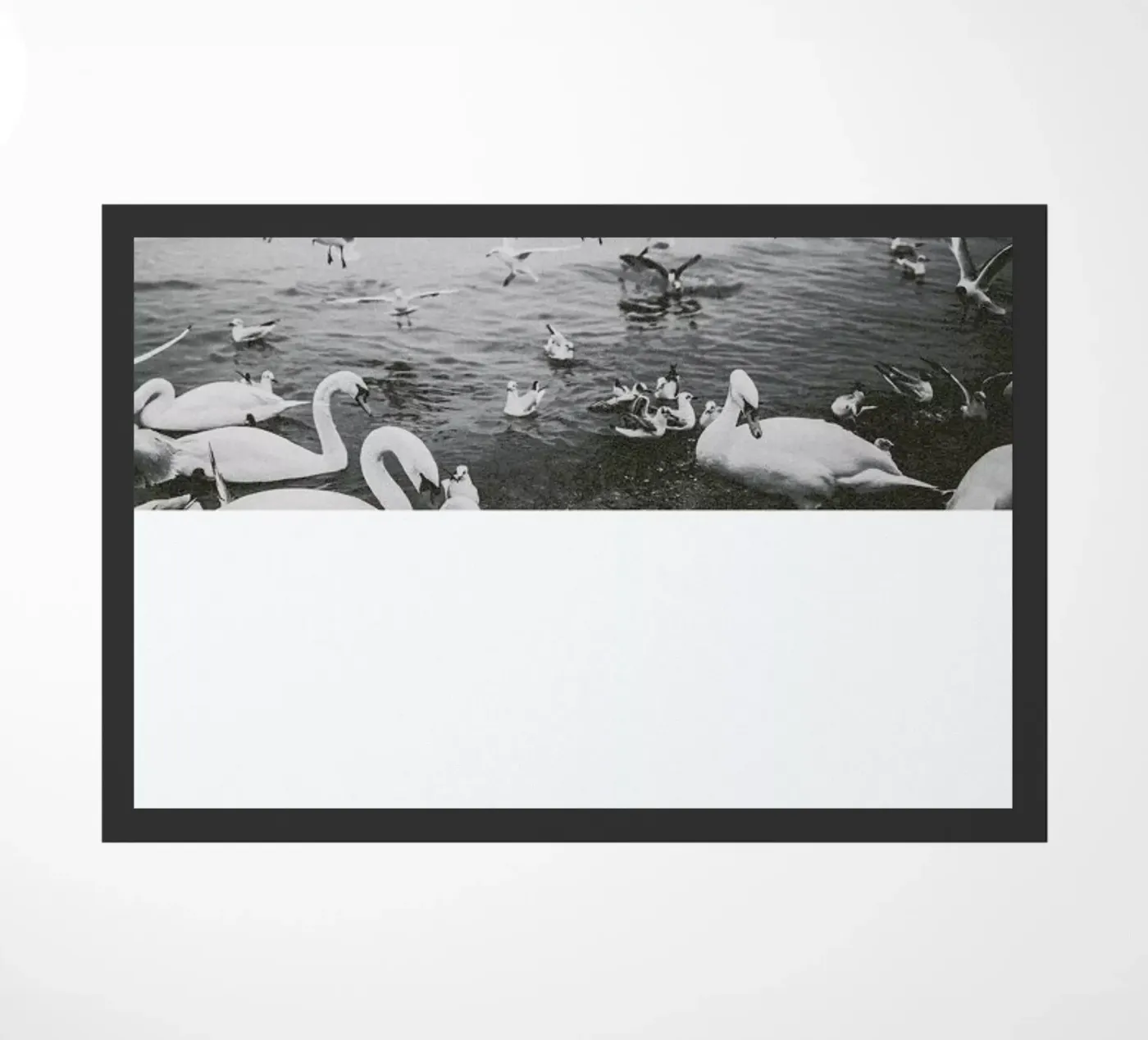 The Half Poster zerbino da The Wall Shop