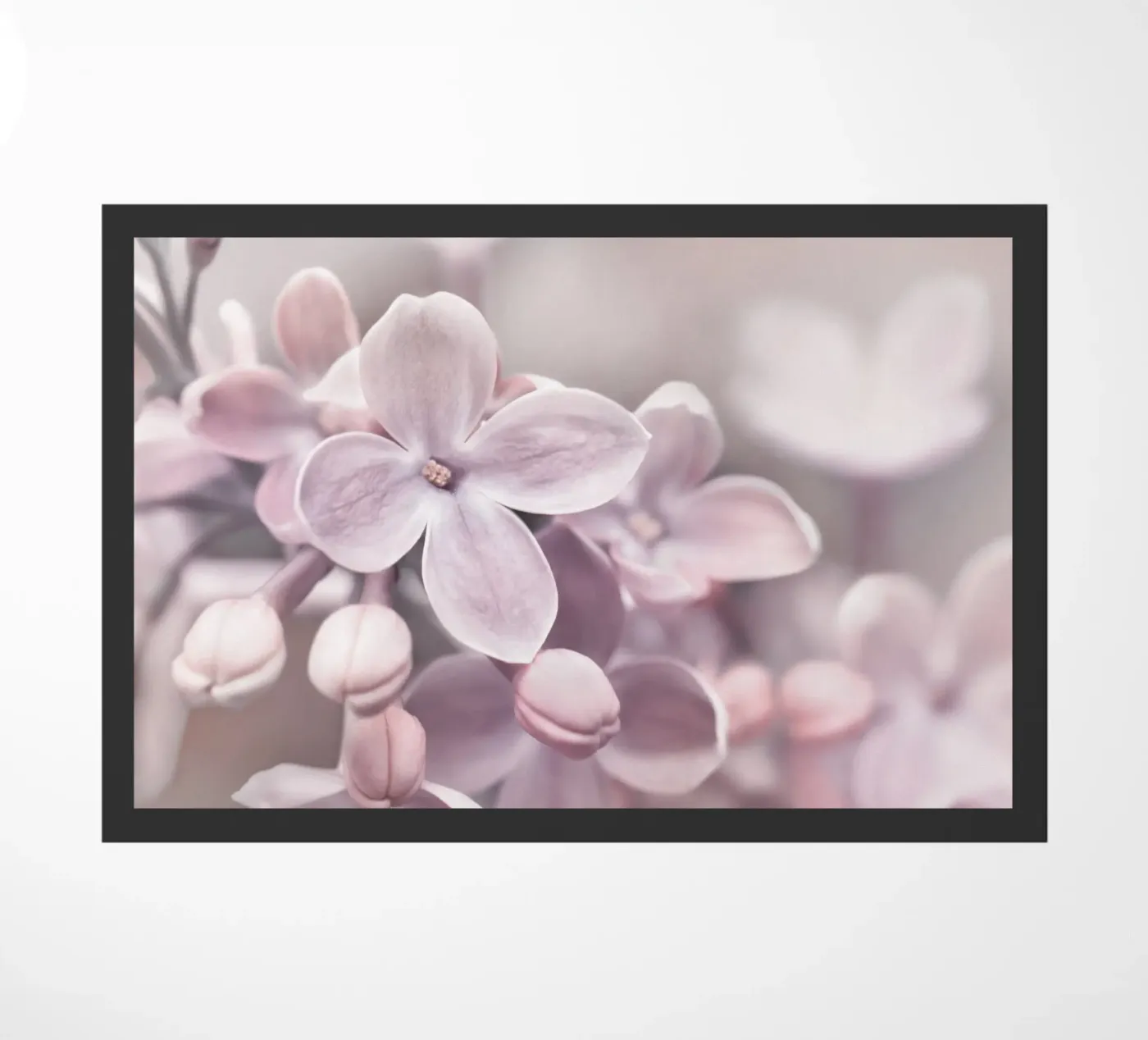Lilac zerbino da Atteloi