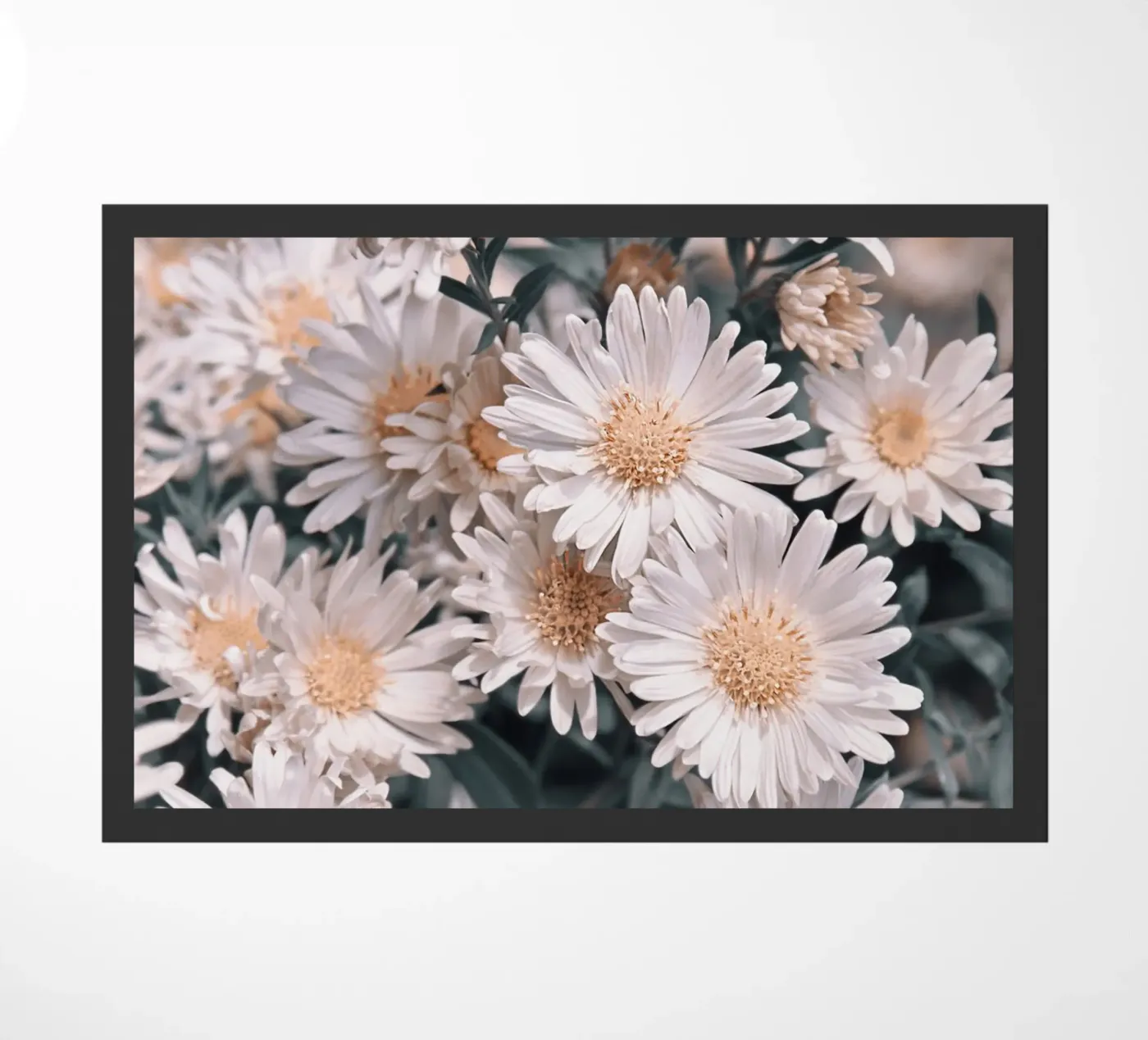 Margherite zerbino da Atteloi