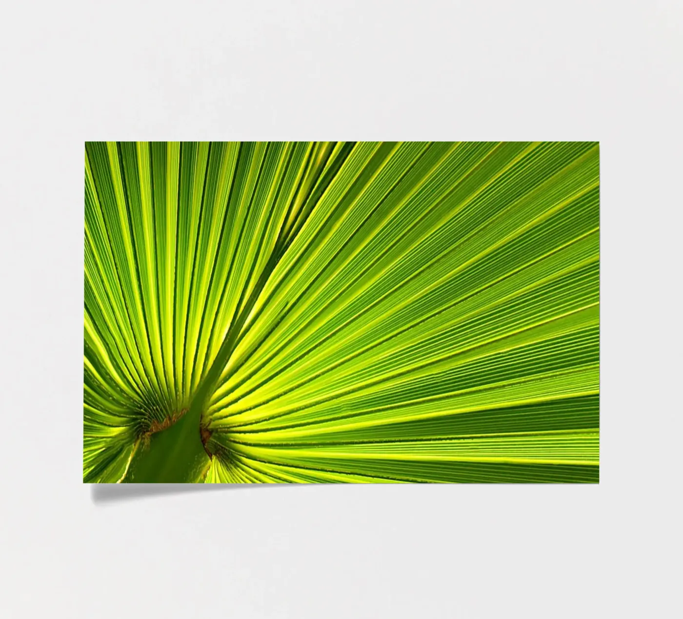 Palm leaf sticker sheet by Atteloi