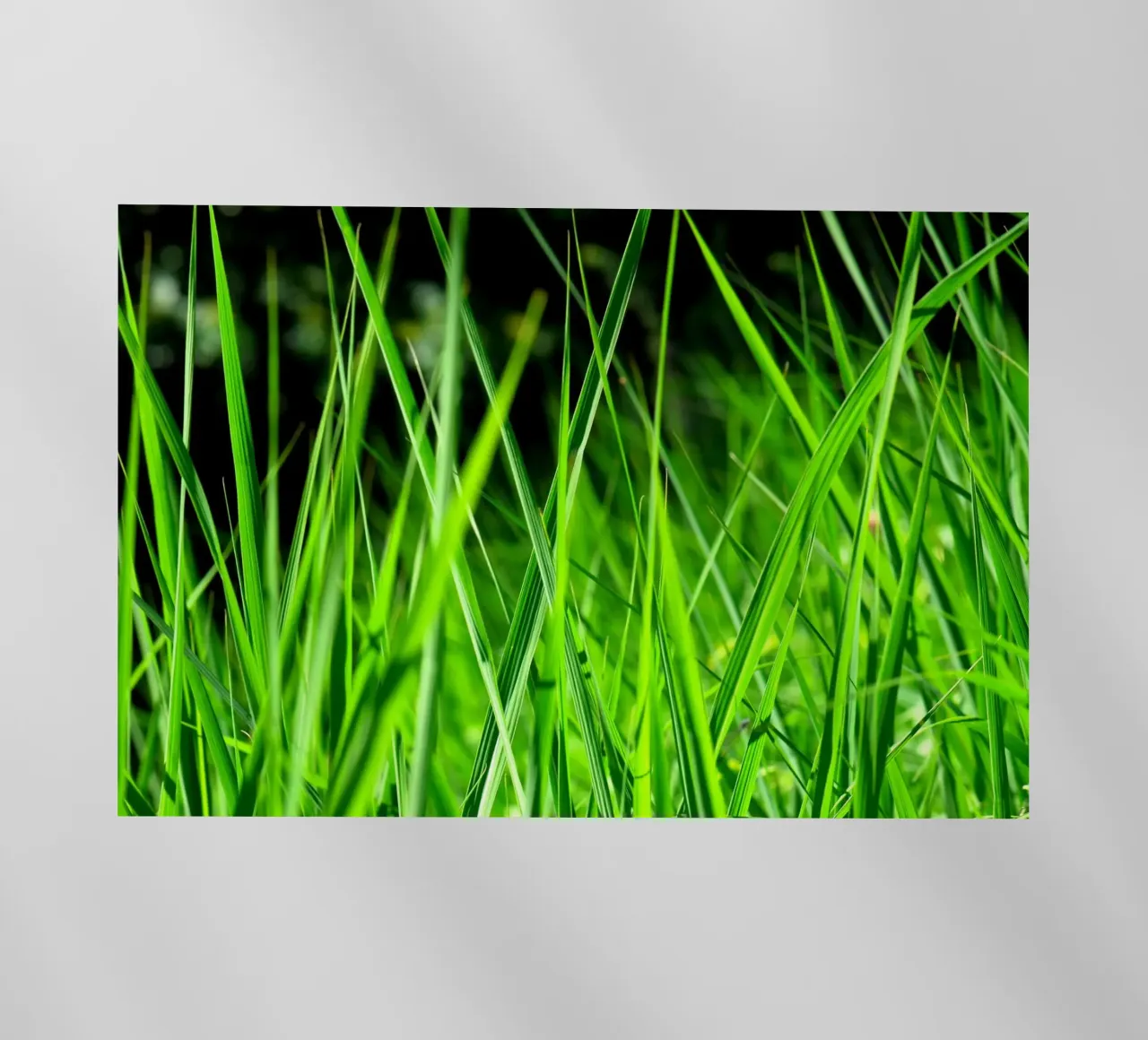 Erba pellicola backlit da Atteloi