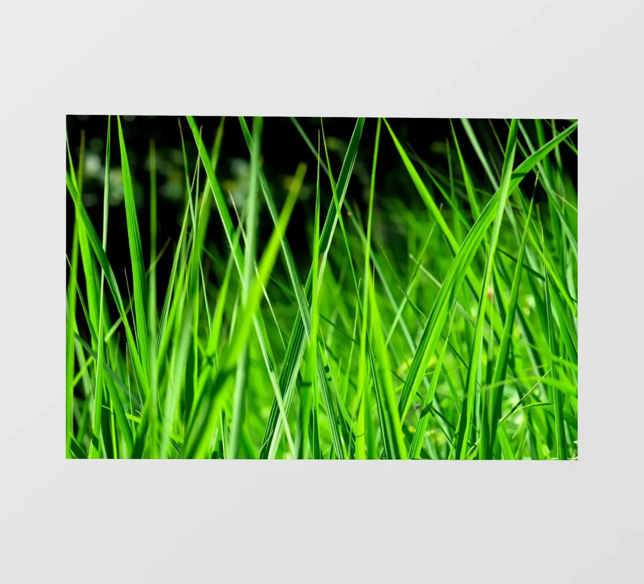 Gras fotobehang van Atteloi