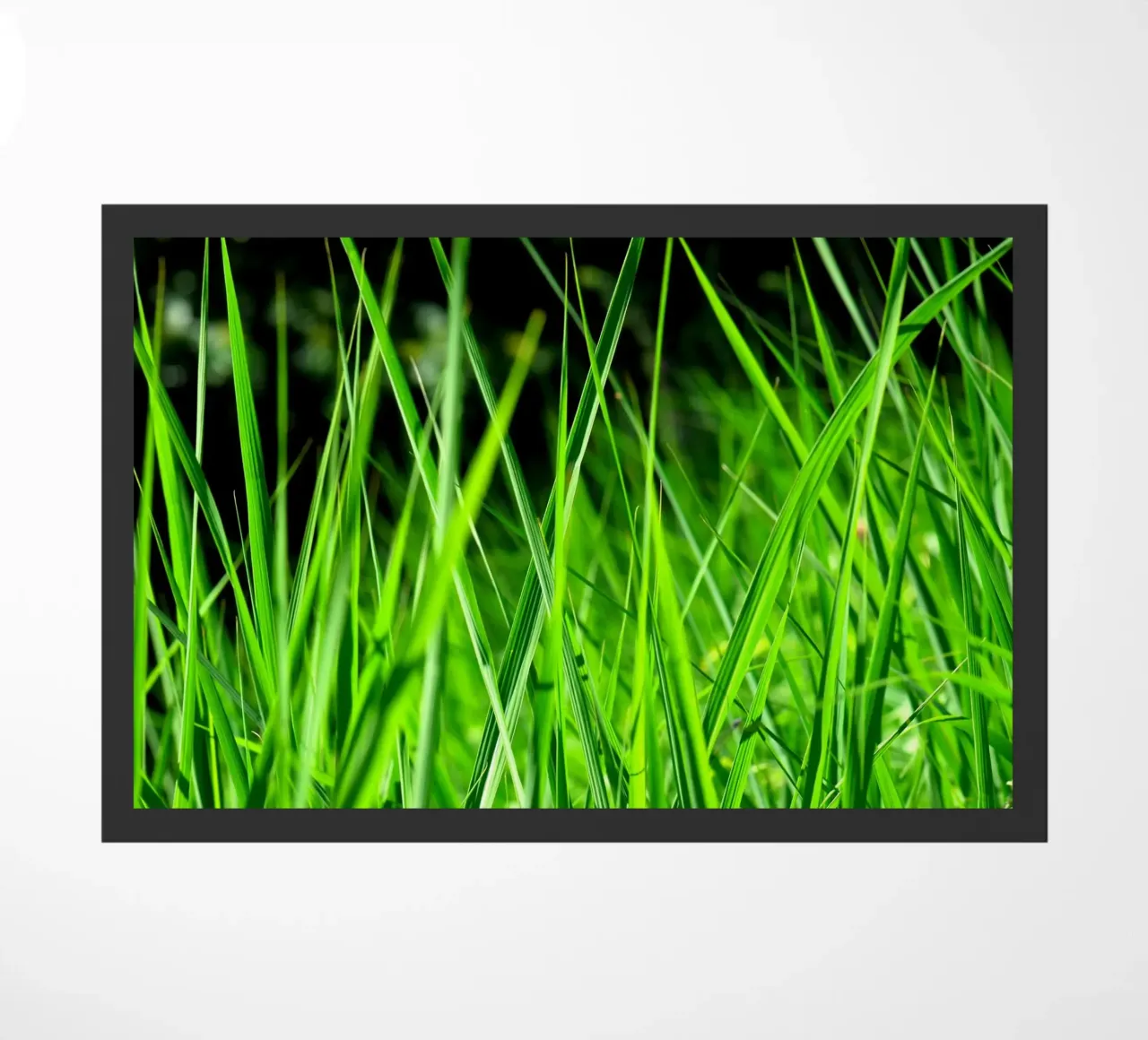 Erba zerbino da Atteloi