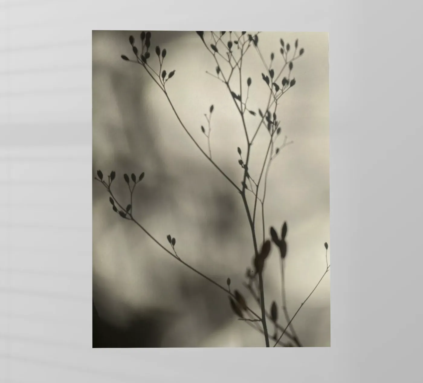 Luci e ombre pellicola backlit da SaraRosenbaum