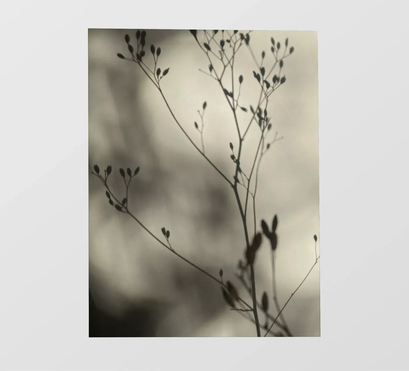 Light and shadow pellicola backlit da SaraRosenbaum